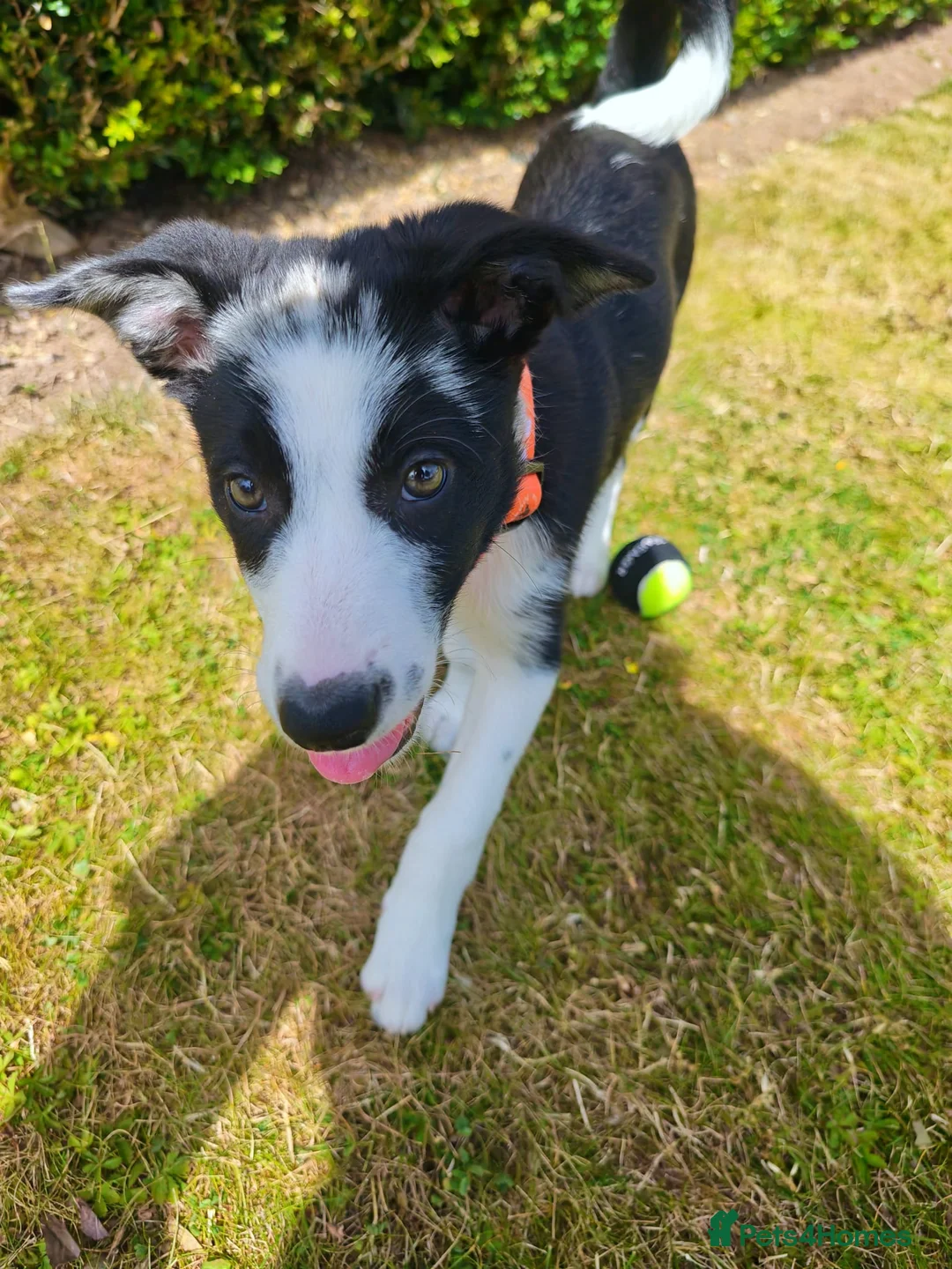 Border Collie dogs for sale: Female border collie pup - Advert 6
