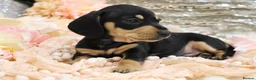 Miniature Dachshund dogs for sale: KC Miniature Dachshund Puppies - Advert 25