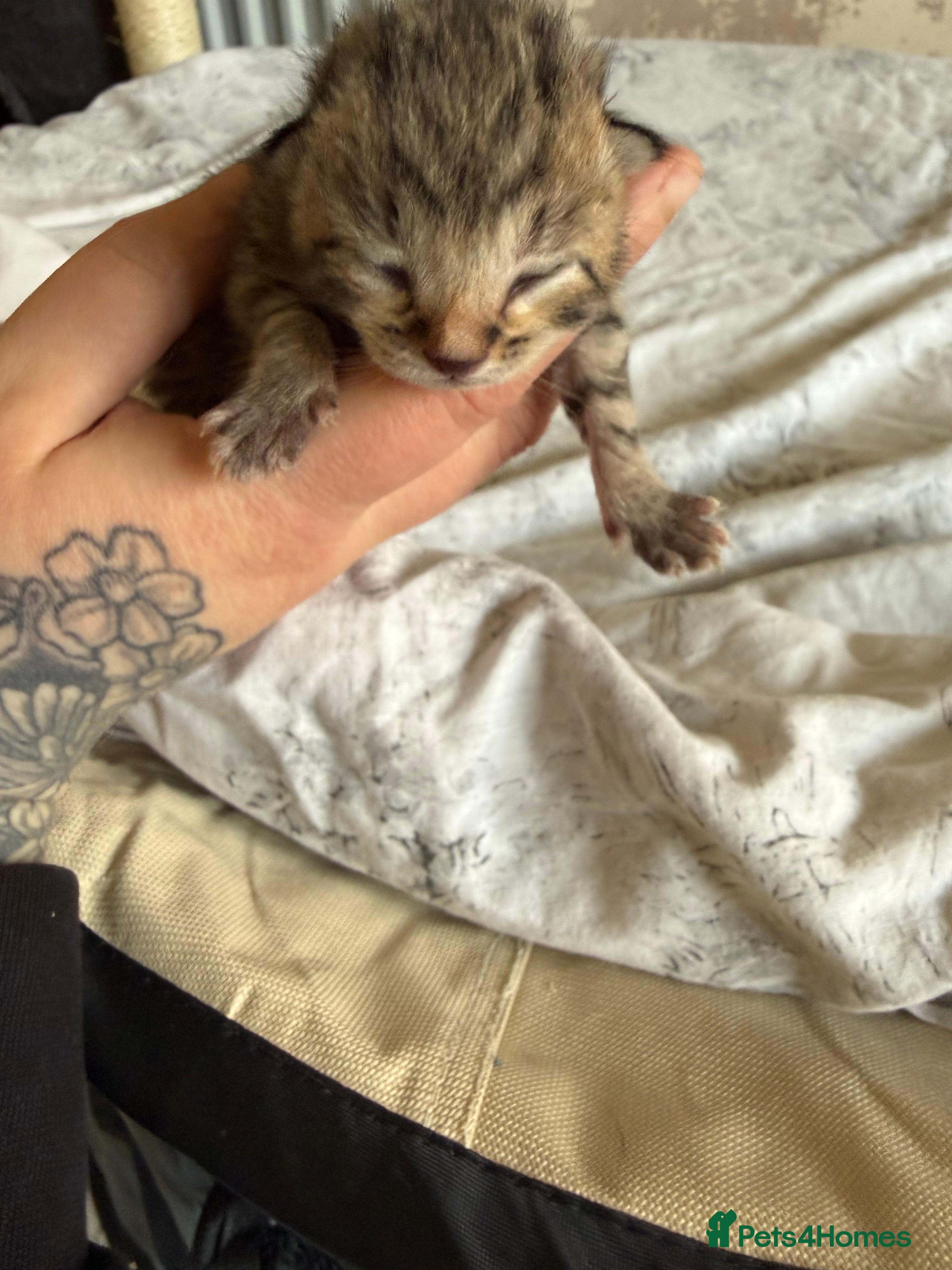 Bengal Kitten 4