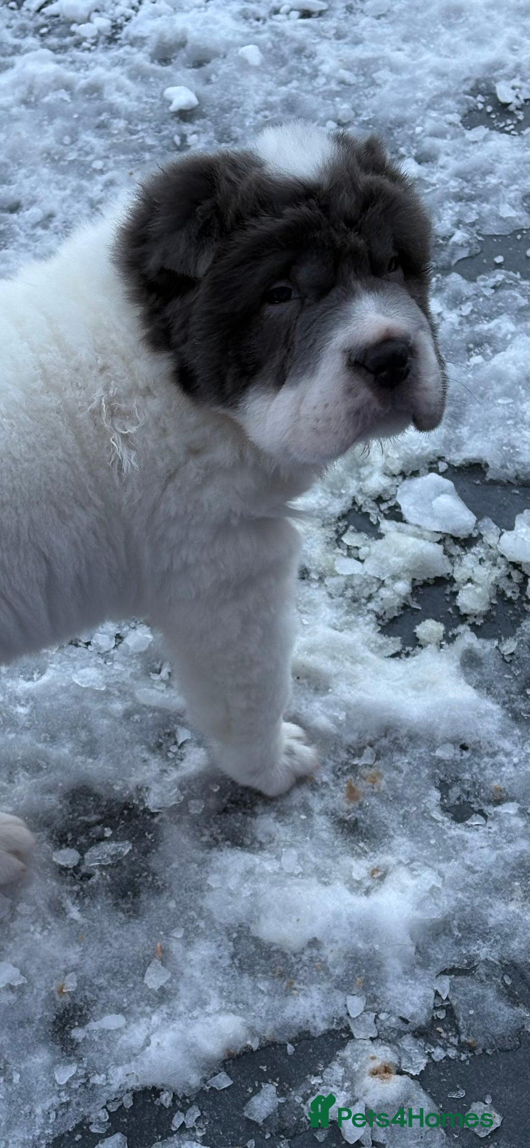 Shar Pei dogs for sale: Ready now amazing bear coat !!!!  - Advert 3