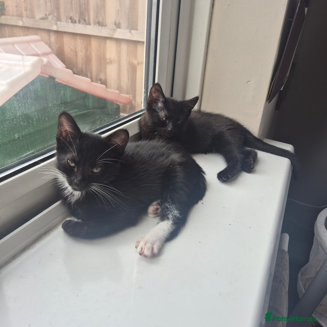 Domestic Shorthair cats for sale: Beautiful kittens looking for their forever home  - Image 5