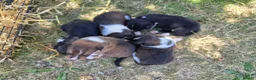 Border Collie dogs for sale: Border collie puppies 3 dogs 2 bitches - Advert 9