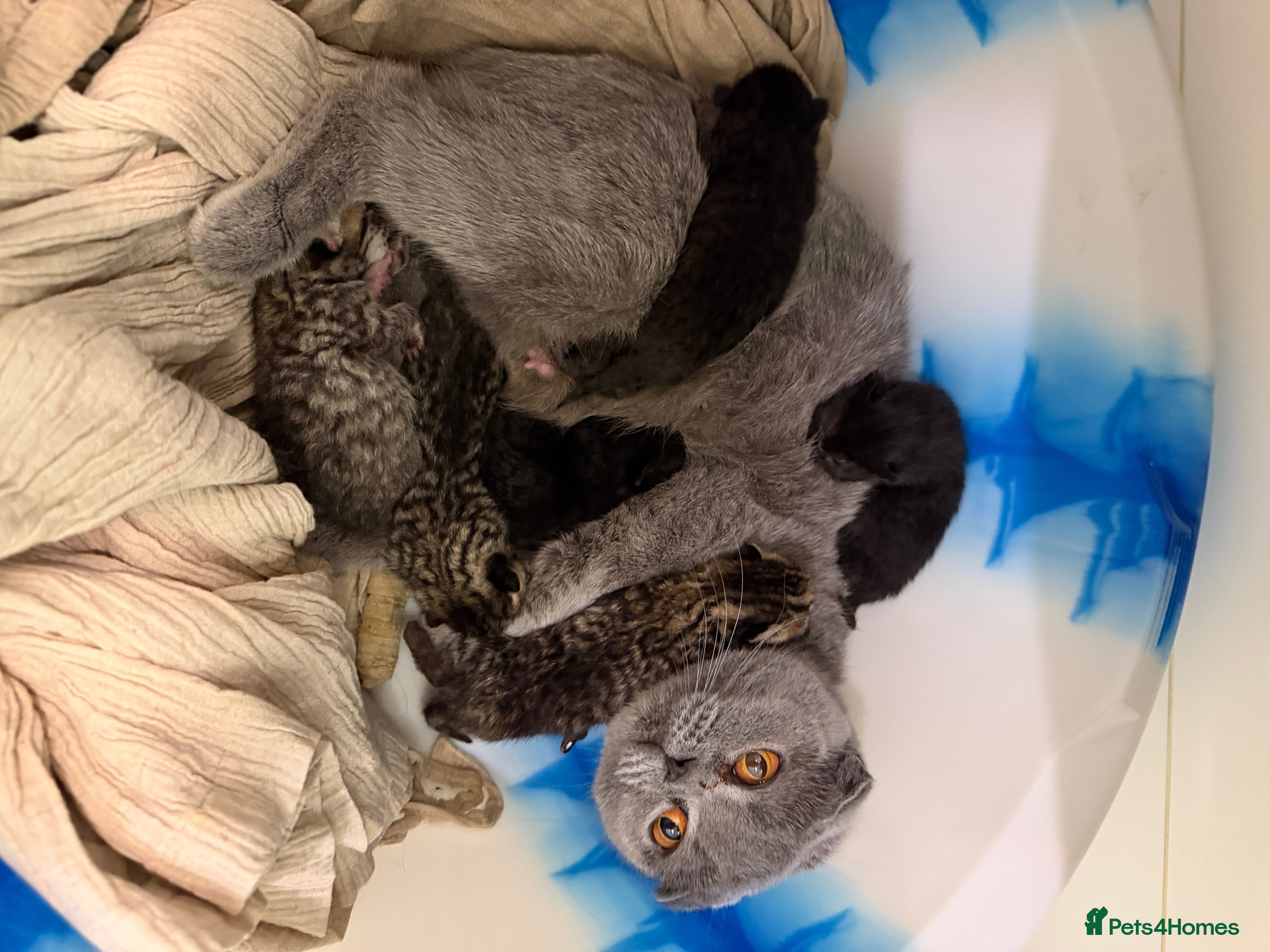 Mixed Breed cats Shorthair Black kittens for adoption - Advert 2