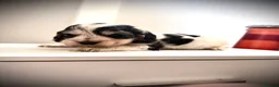 Cocker Spaniel dogs for sale: Show cocker spaniels! - Advert 8
