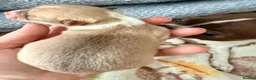 Chihuahua dogs for sale: Smooth coat Fawn and White  in Saint Austell - Advert 8