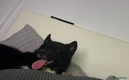 Siberian Husky dogs for sale: This is Loki  - Image 2