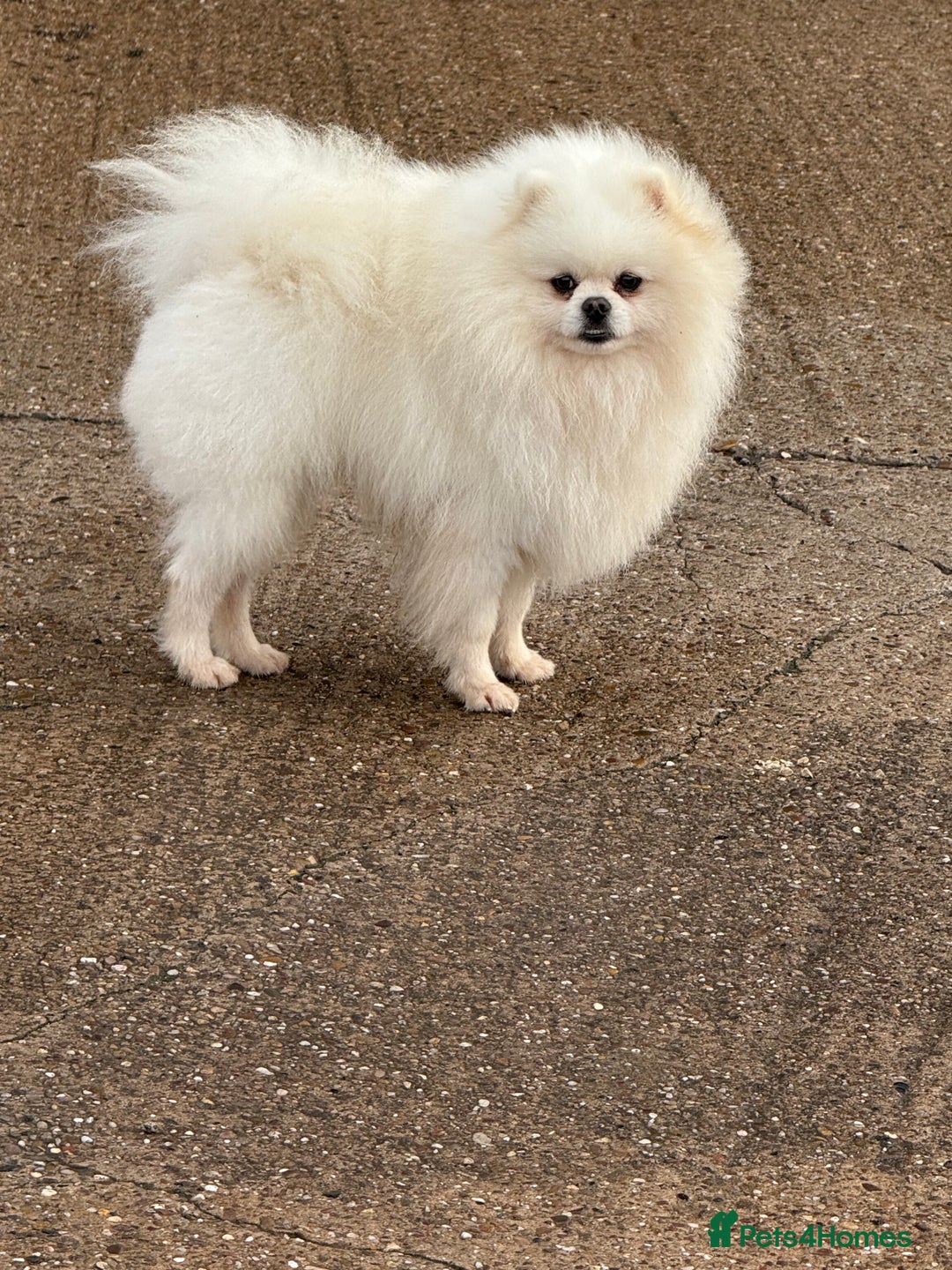 Pomeranian dogs for stud: White Boy for Stud only kc in Pontefract - Advert 10