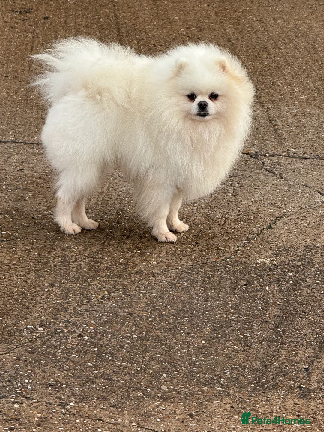 Pomeranian dogs for stud: White Boy for Stud only kc in Pontefract - Advert 10