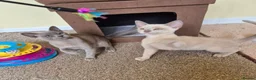 Burmese cats for sale: Gorgeous Pedigree Burmese Kittens - Advert 4