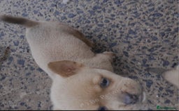 Mixed Breed dogs for sale: French bulldog X - Image 19