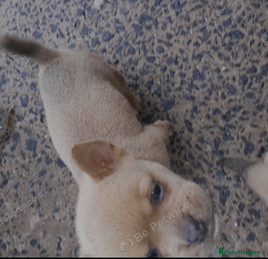 Mixed Breed dogs for sale: French bulldog X - Image 19