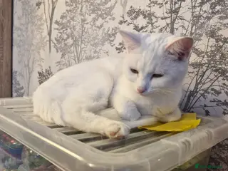 British Shorthair cats Female White Kitten/young cat - Advert 4