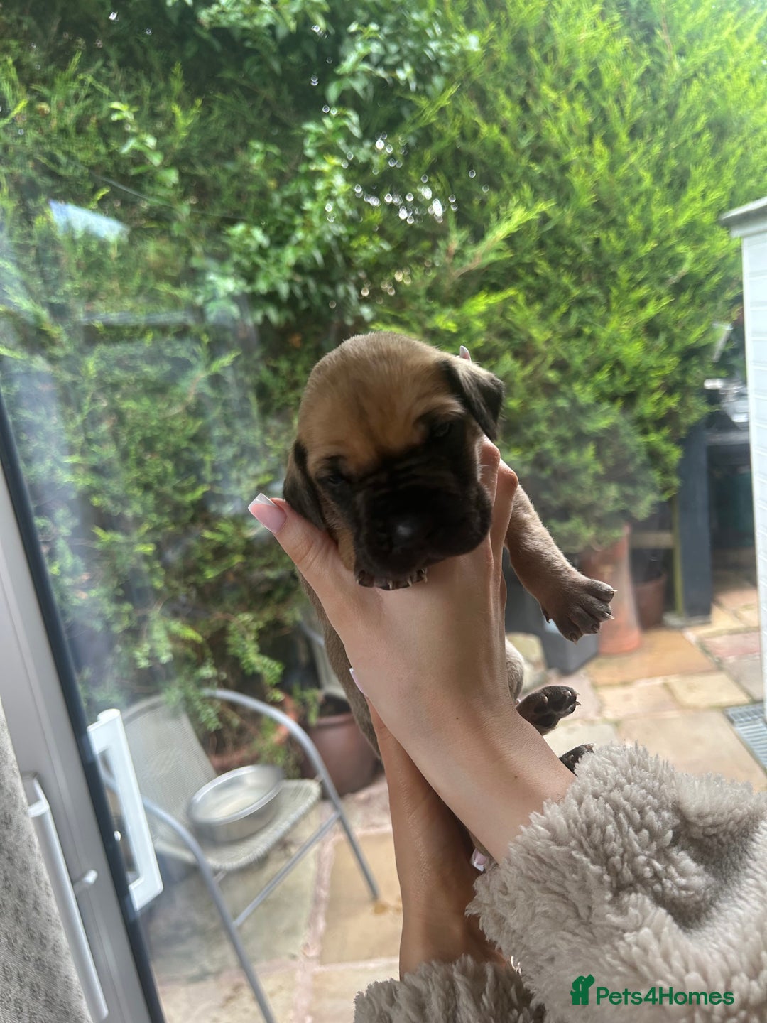 Great Dane dogs for sale: Champion Great Dane puppies for sale - Image 23