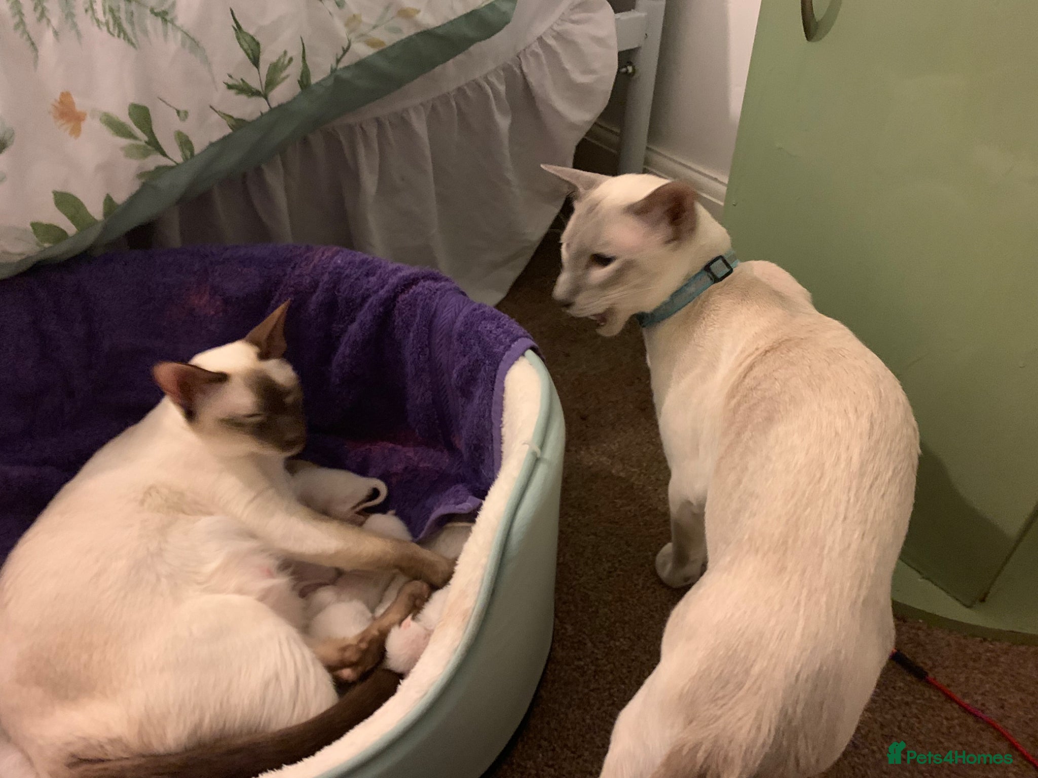 Siamese cats Siamese chocolate point and lilac point  - Advert 2