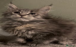 Maine Coon cats for sale: Maine Coon girls READY NOW Russian sired  - Image 36