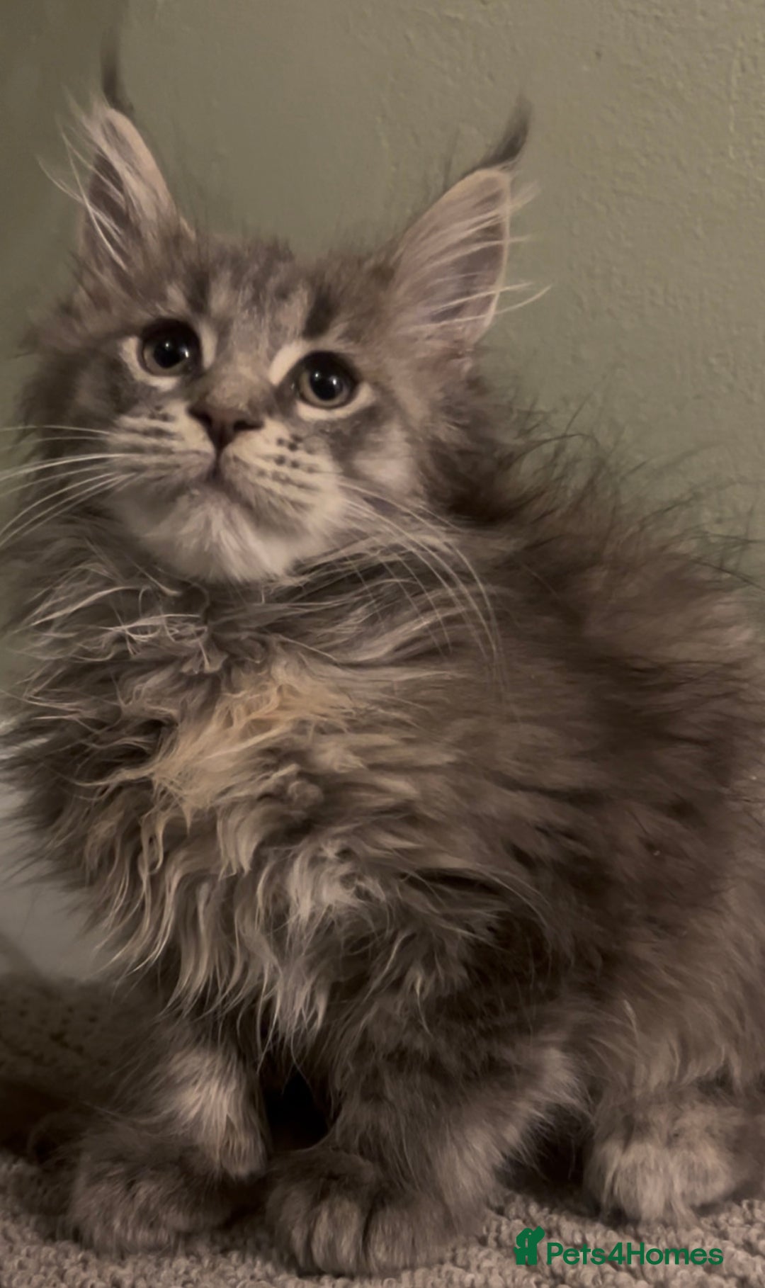 Maine Coon cats for sale: Maine Coon girls READY NOW Russian sired  - Image 36