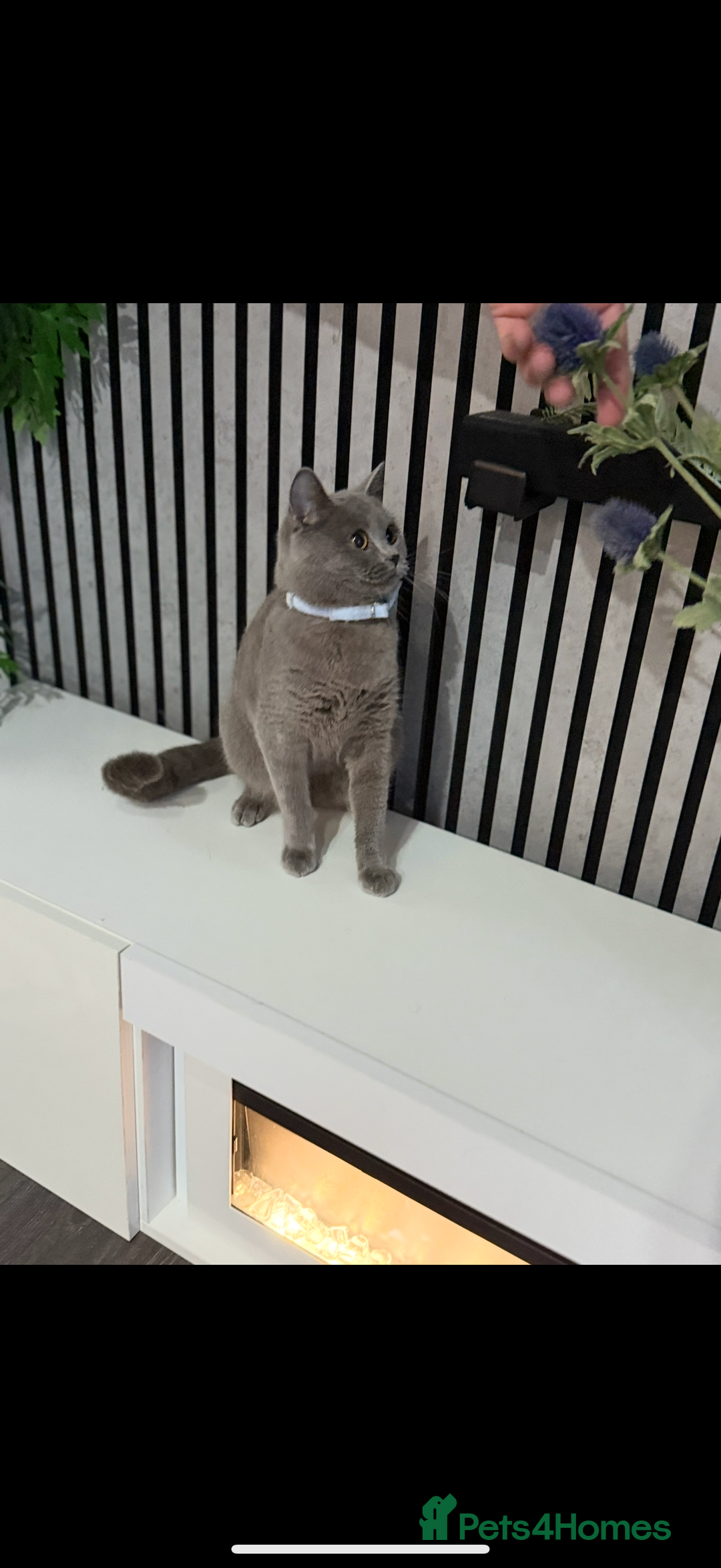 British Shorthair cats for sale: Cute playful fully vaccinated BSH ready to rehome - Advert 6