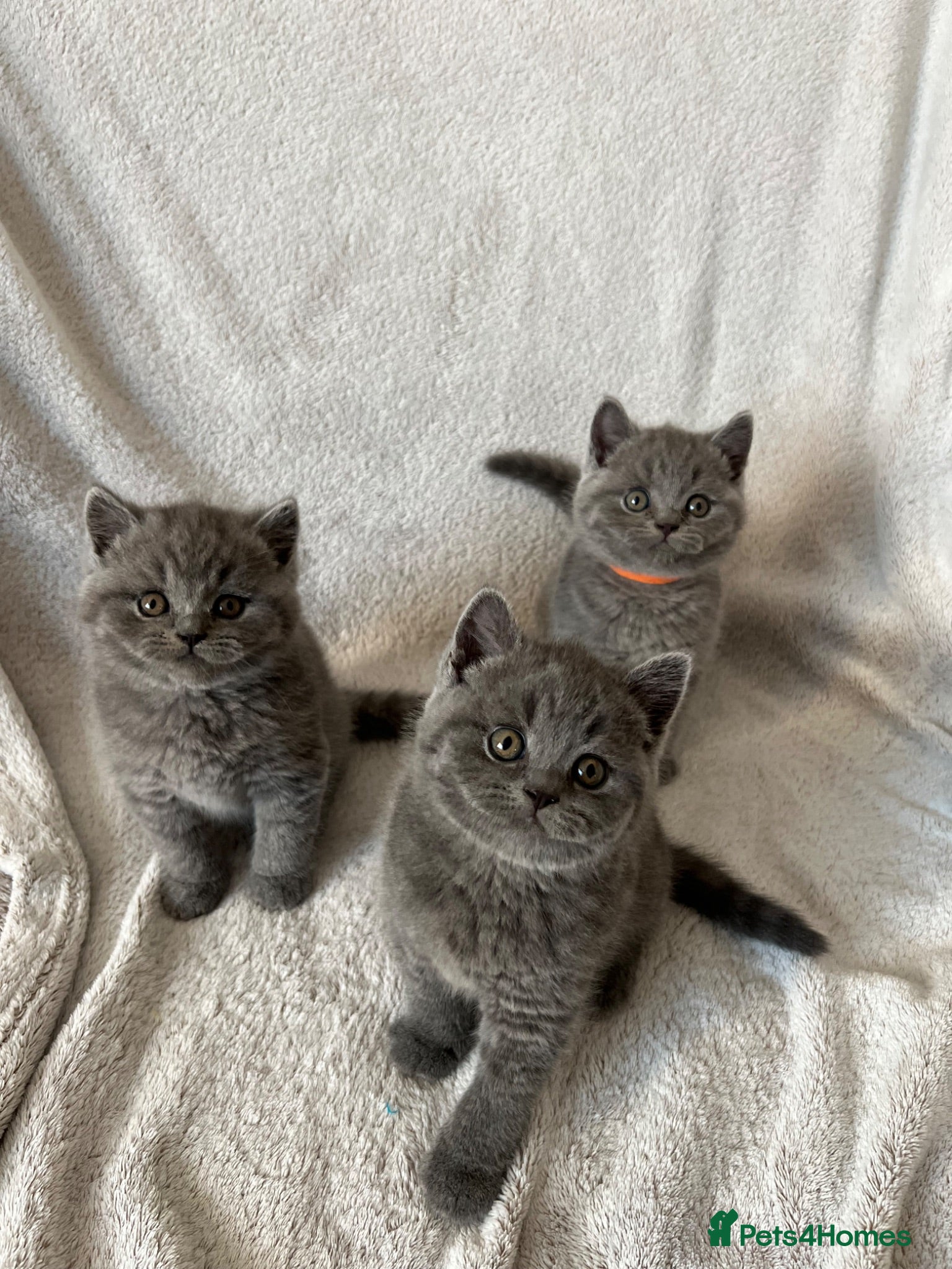 British Shorthair cats 👑 Championline GCCF registered BSH kittens 👑 - Advert 2