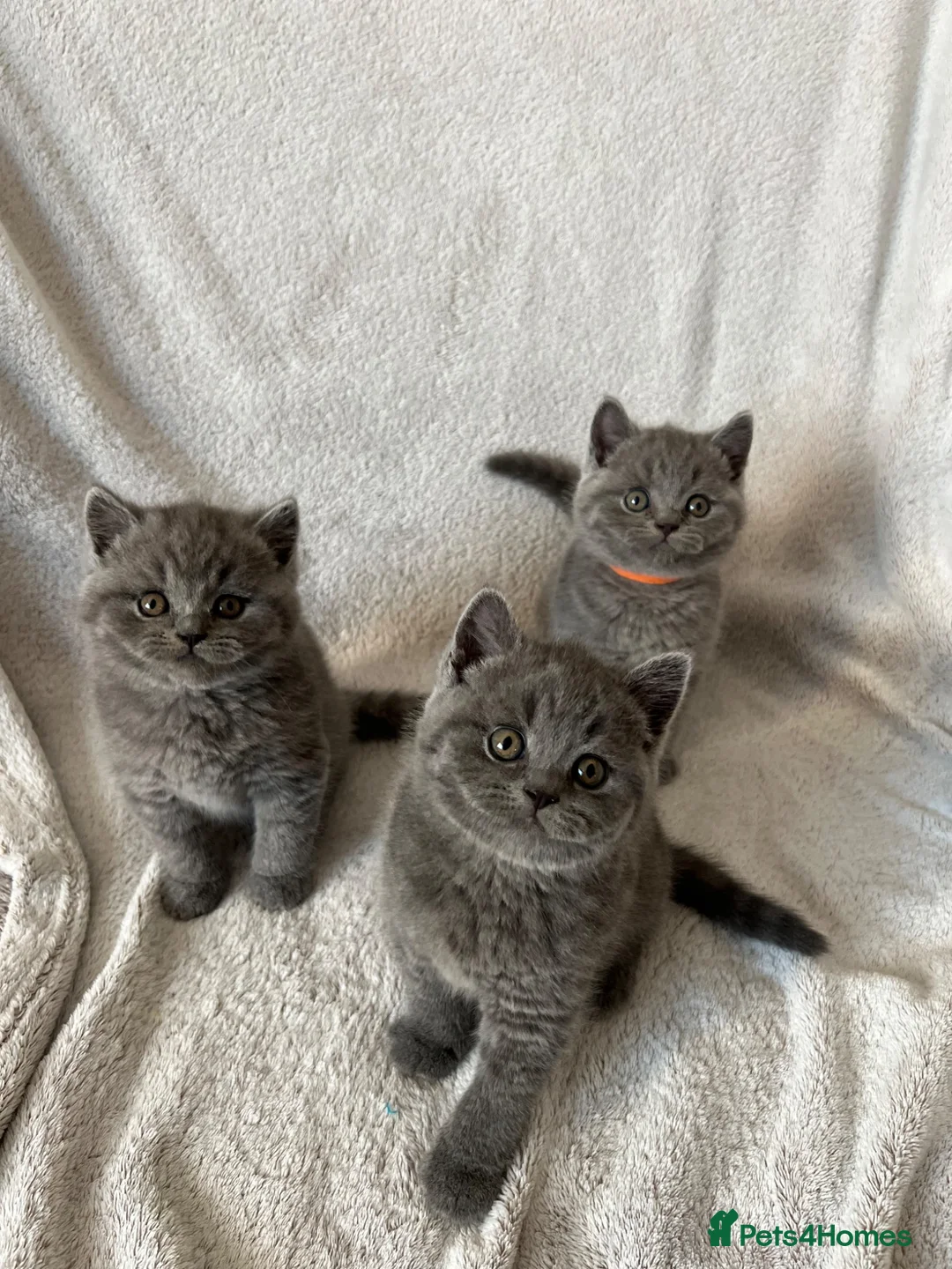 British Shorthair cats for sale: 👑 Championline GCCF registered BSH kittens 👑 - Advert 1