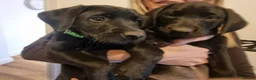 Labrador Retriever dogs for sale: Black Labrador’s in York - Advert 4