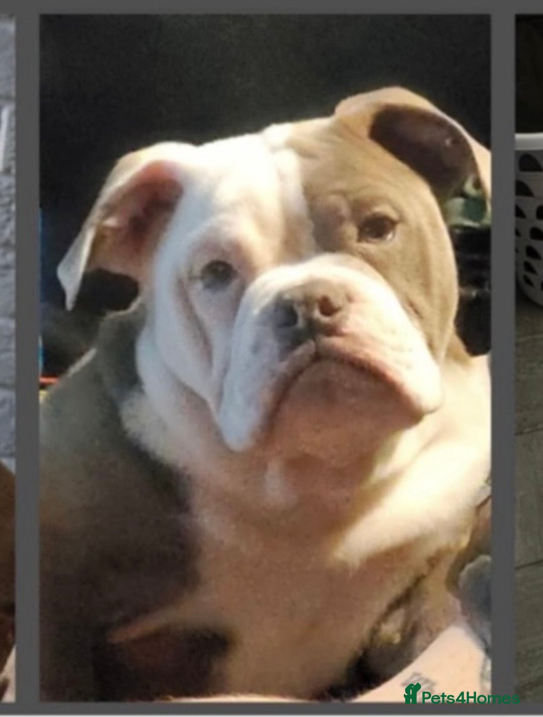 Olde English Bulldogge dogs for sale: CARTEL BLOODLINE OLDE ENGLISH PUPPIES!!  - Image 26