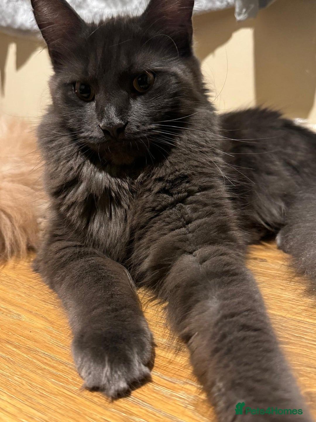 Maine Coon cats for sale: 25% OFF PURE MAINE COONS FROM CHAMPION BLOODLINE! - Image 21