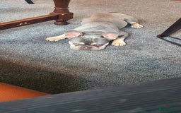 French Bulldog dogs for sale: KC Reg French Bulldog for sale  - Image 3