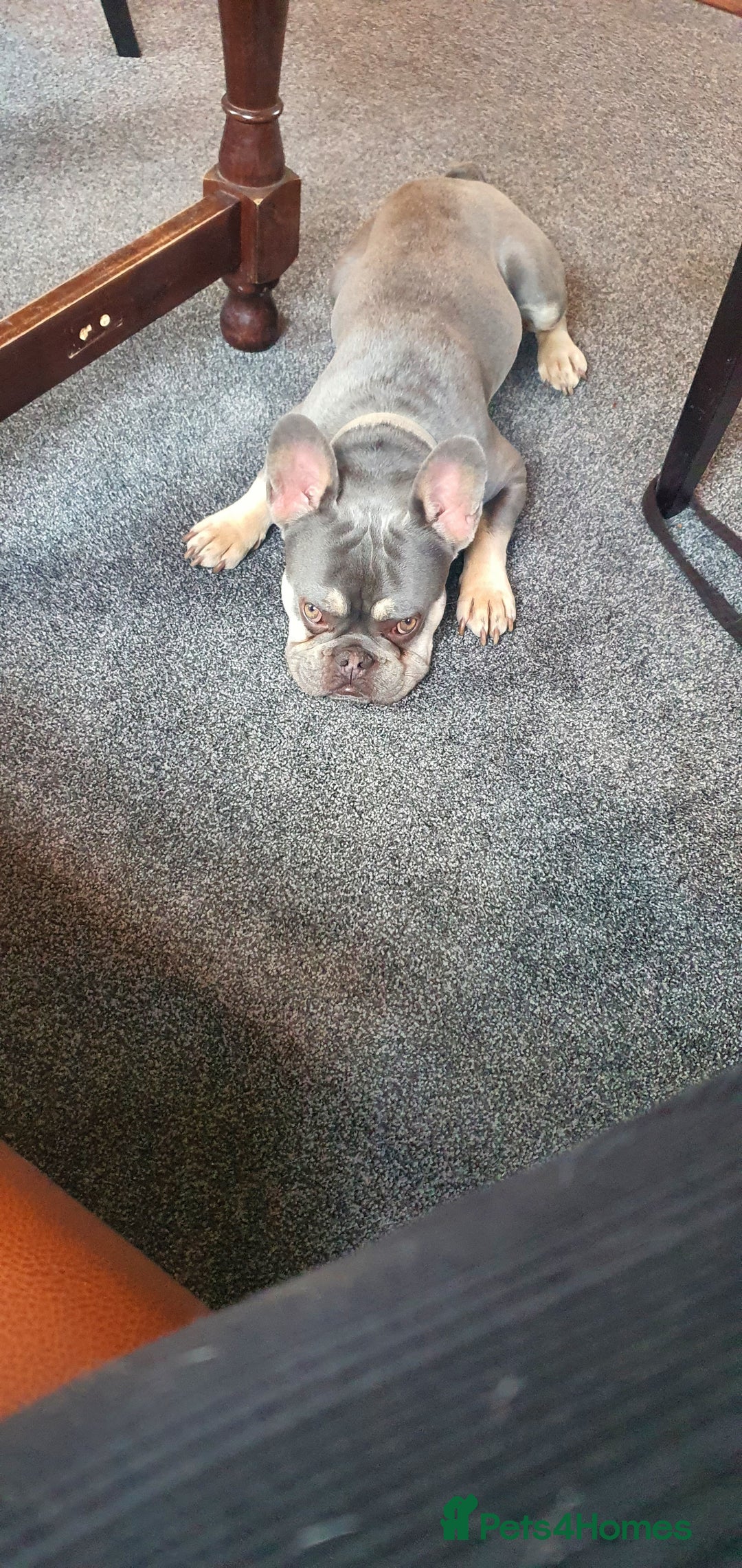 French Bulldog dogs for sale: KC Reg French Bulldog for sale  - Image 3