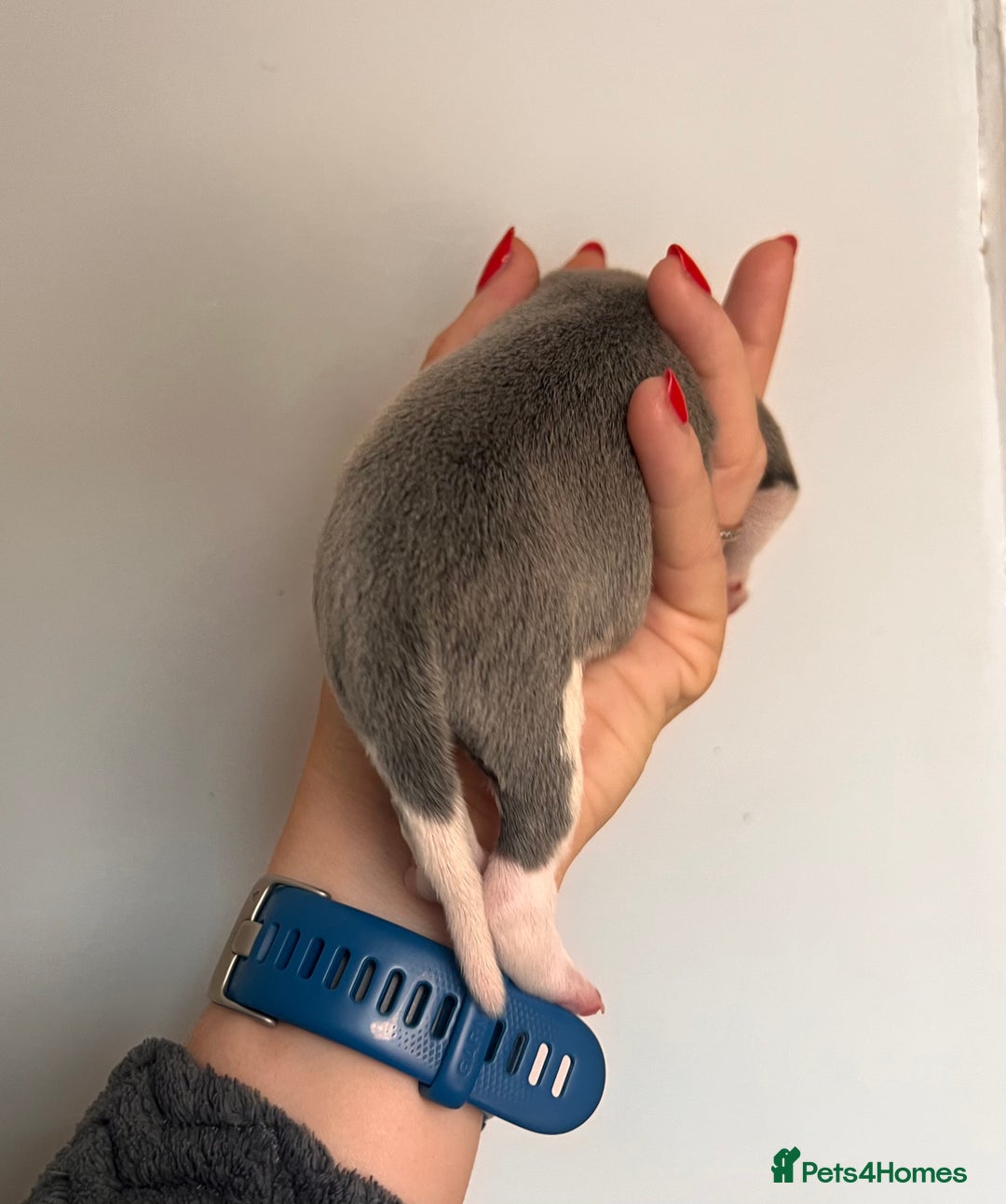 Whippet dogs for sale: Lovely petite Whippets - Image 32