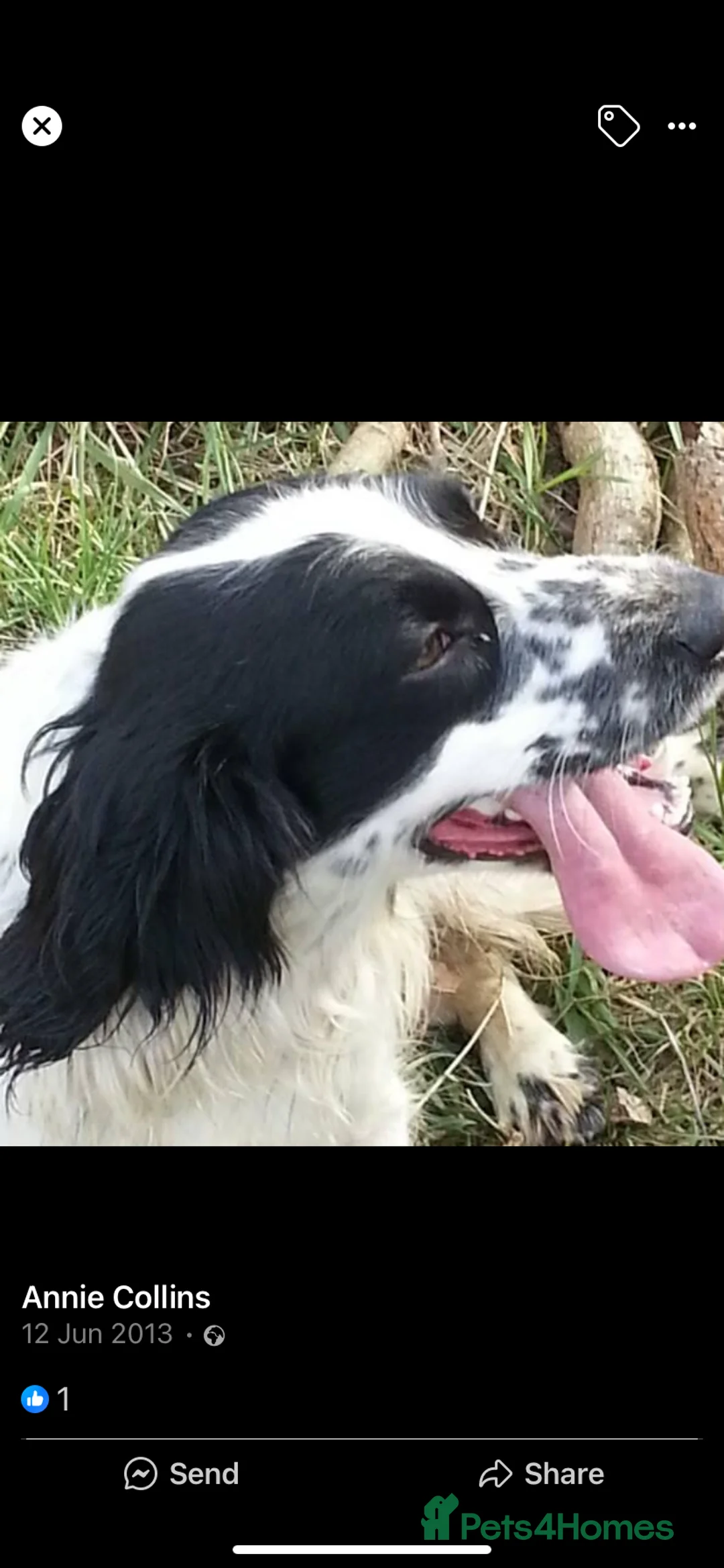 Cocker Spaniel dogs for sale: Trailered working cocker bitch - Advert 2