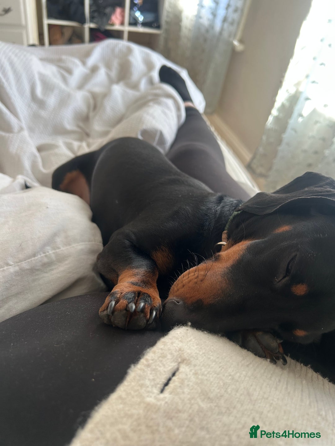 Miniature Dachshund dogs for sale: Black & tan miniature dachshund - Advert 5