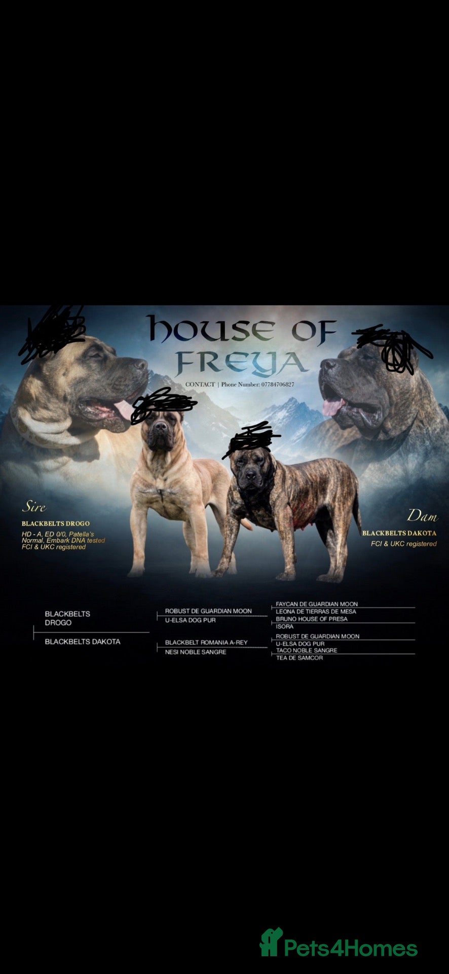 Presa Canario dogs for sale: Presa Canario puppies  - Advert 1