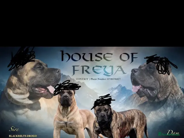 Presa Canario dogs for sale: Presa Canario puppies - Advert 1