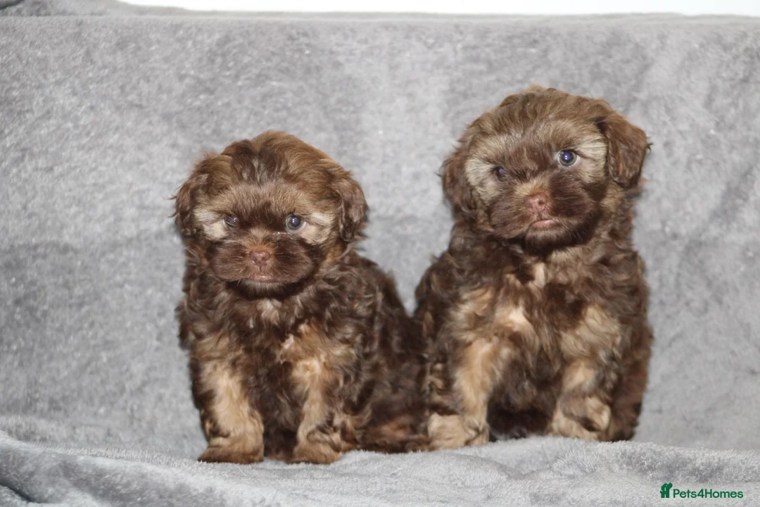 Shihpoo dogs for sale: Shih poo puppy’s  - Advert 11
