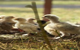 Chickens poultry for sale: Brahma point to lay 16-19 weeks - Image 7