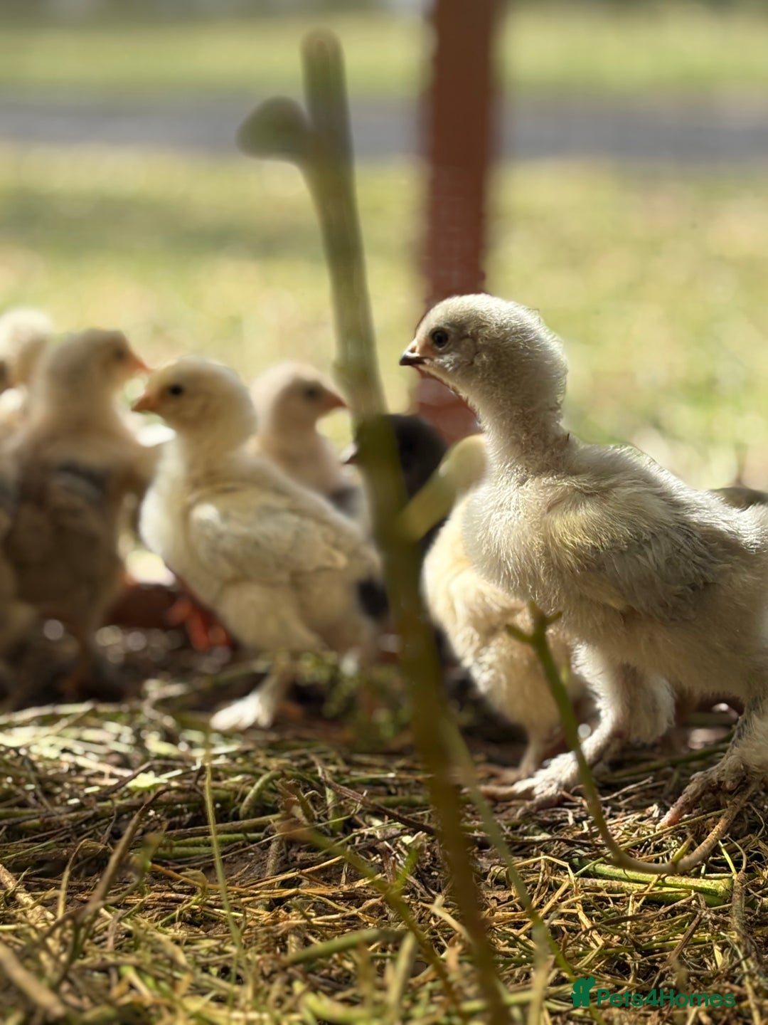 Chickens poultry for sale: Brahma point to lay 16-19 weeks - Image 7