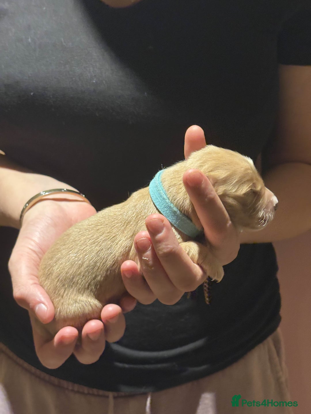 Golden Retriever dogs for sale: Golden Retriever Puppies for Sale - Image 21