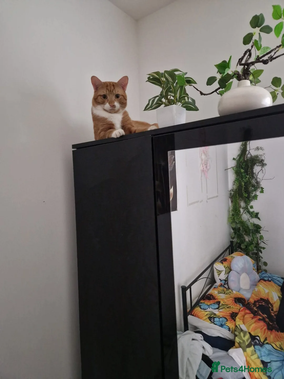 Mixed Breed cats for sale: Jack my ginger bengal mix - Advert 5