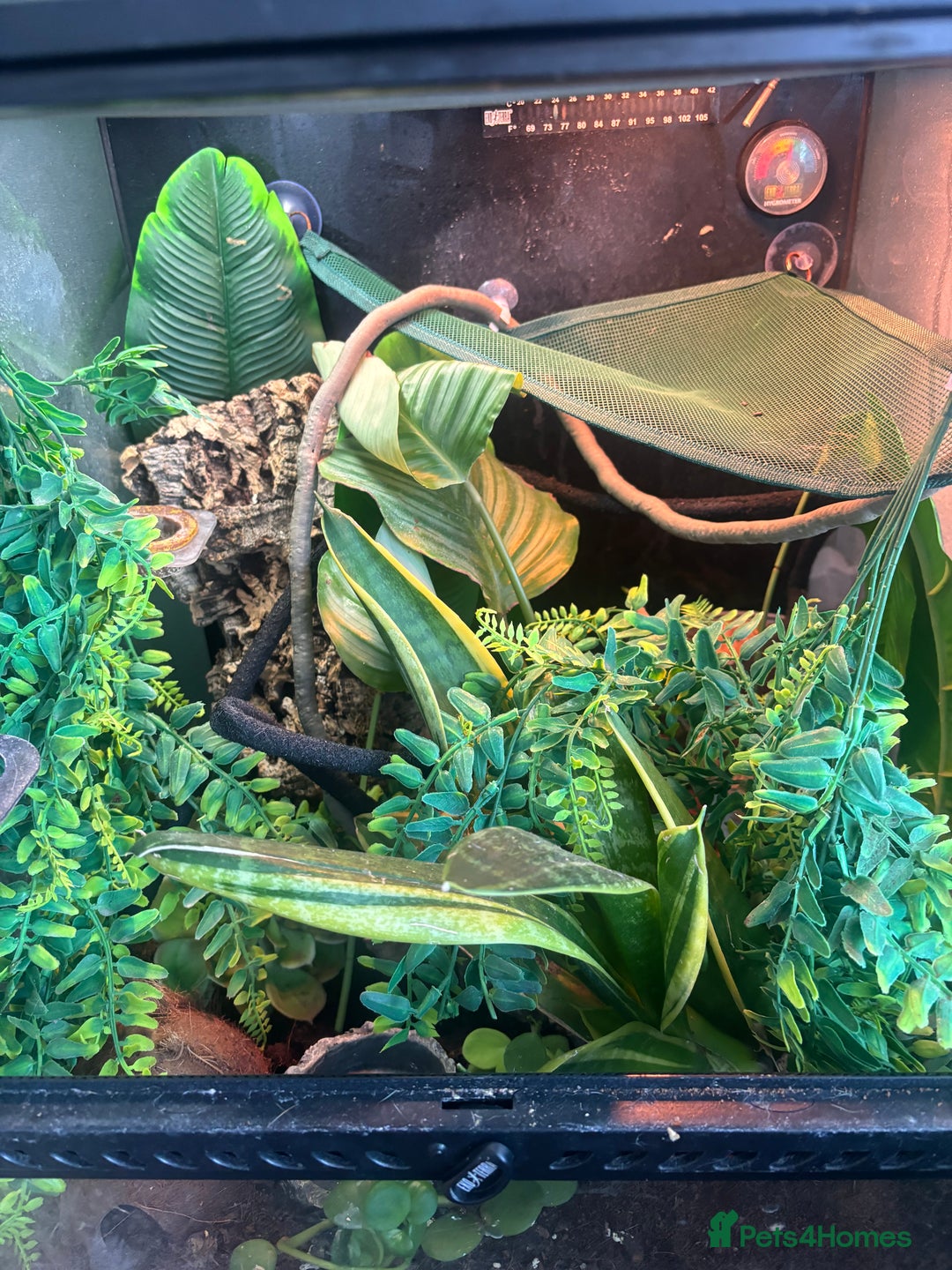 Gecko reptiles for sale: Female crested gecko & setup - Advert 2