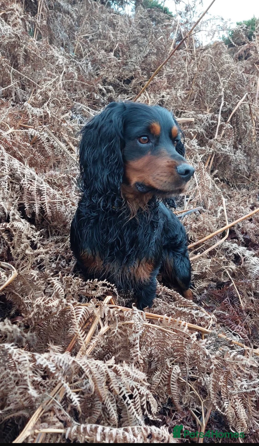 Cocker Spaniel dogs for stud: KC Reg  Proven Working Cocker Spaniel for Stud - Advert 2