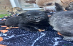 Pomchi dogs for sale: 3 pomchis looking for there forever homes 🐶 - Image 13