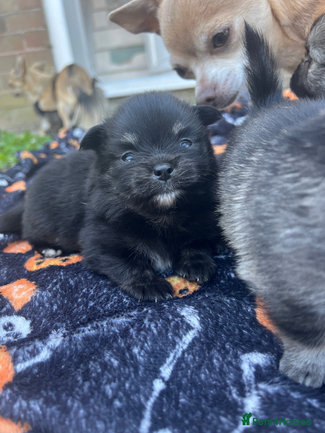 Pomchi dogs for sale: 3 pomchis looking for there forever homes 🐶 - Image 13