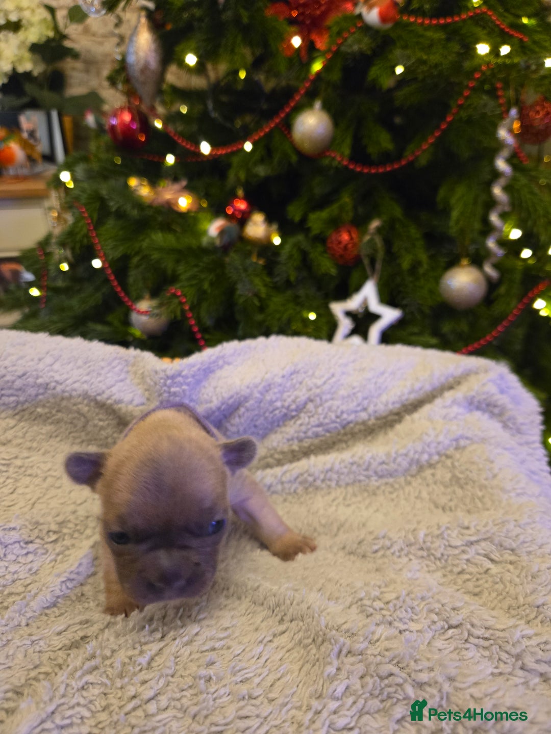 French Bulldog dogs for sale: French bulldog puppies.  - Advert 16
