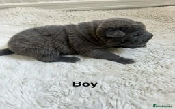 Shar Pei dogs for sale: Beautiful Shar Pei pups - Image 11