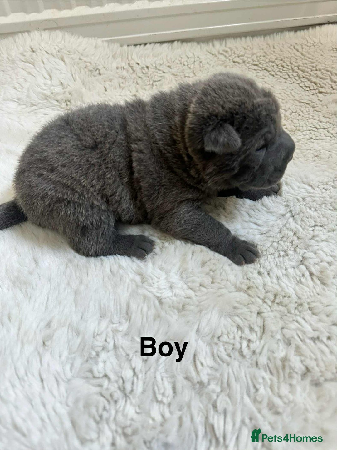 Shar Pei dogs for sale: Beautiful Shar Pei pups - Image 11