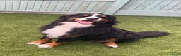 Bernese Mountain Dog dogs for stud: Gorgeous KC Registered Bernese Stud  in Christchurch - Advert 5