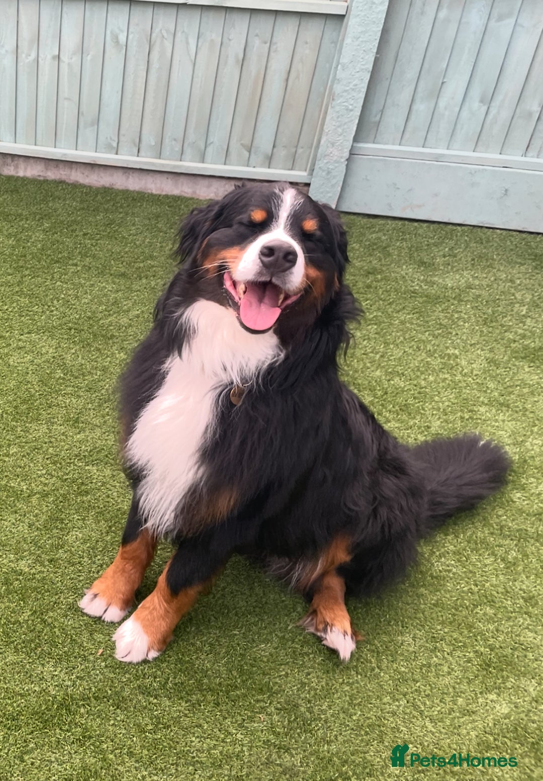 Bernese Mountain Dog dogs for stud: Gorgeous KC Registered Bernese Stud  in Christchurch - Advert 5