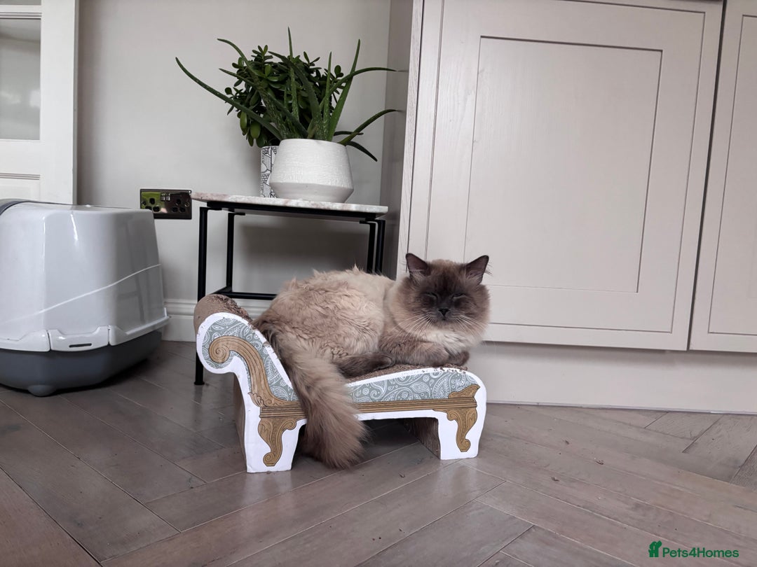 Ragdoll cats for sale: 4 PURE 💖💙RAGDOLLS💖💙 - Image 9