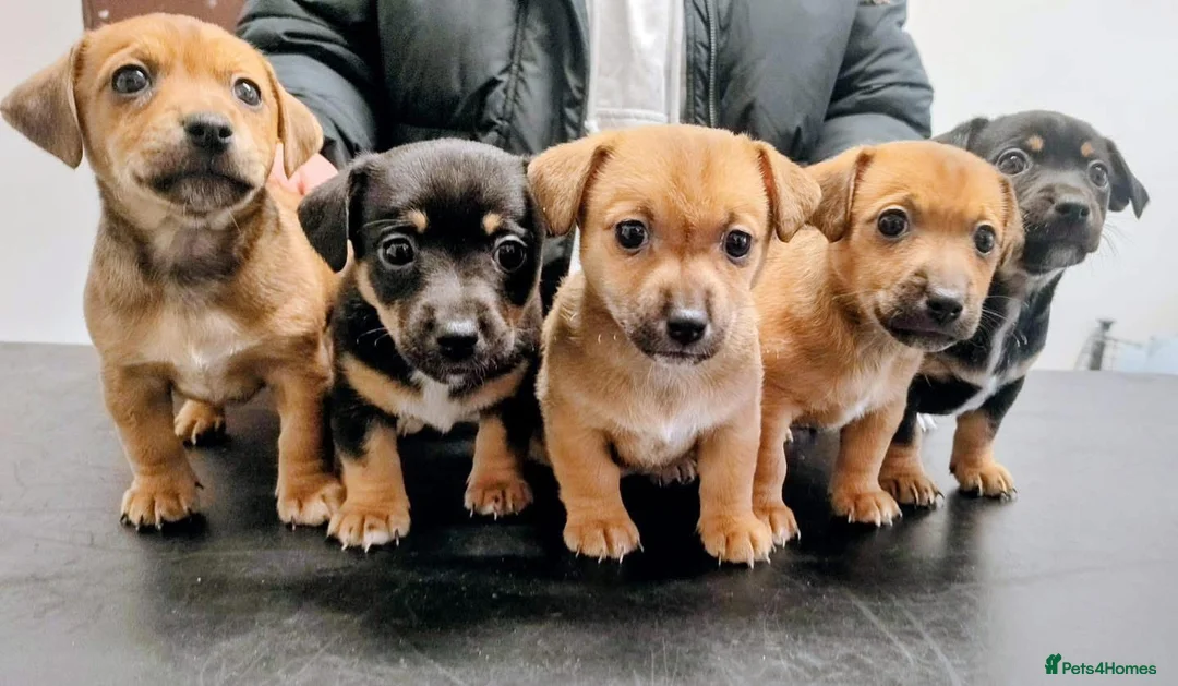 Jack Russell dogs for sale: Gorgeous Jack Russell puppies  - Advert 1