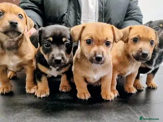 Jack Russell dogs Gorgeous Jack Russell puppies - Advert 4